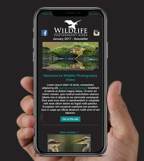Wildlife Hides HTML Email | BJ Creative Email Design | Stamford